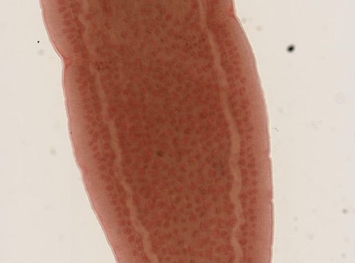 Dipylidium caninum