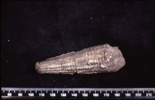 Thoracoceras corbulatum