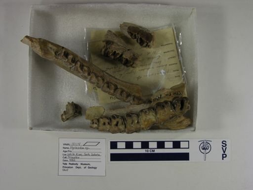 Hyracodon sp.