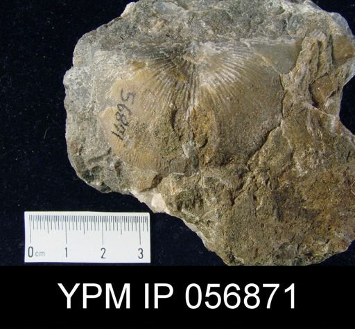 Strophonella lineolata