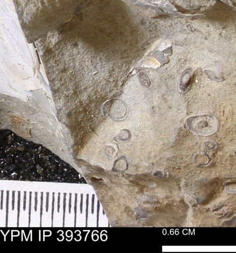 undet. Serpulidae