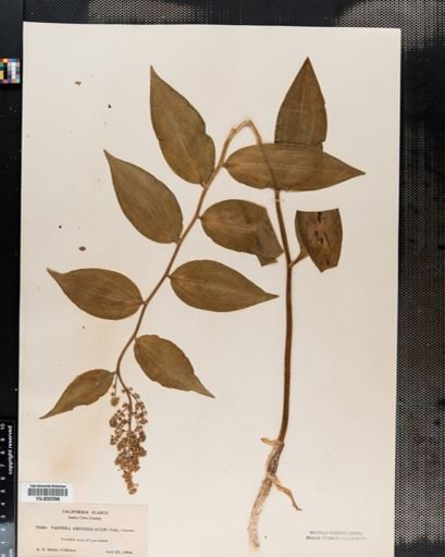 Maianthemum