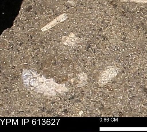 Scaphites sp.