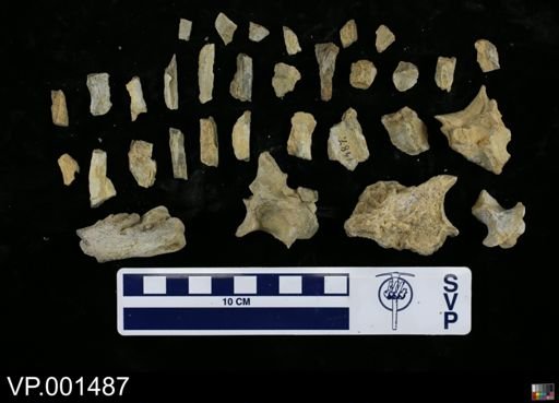 Hesperornis