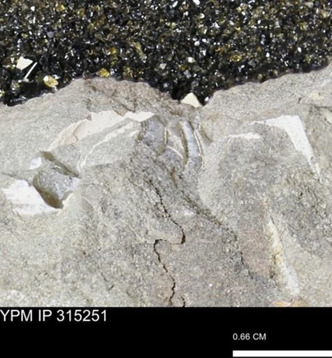 undet. Scaphitidae