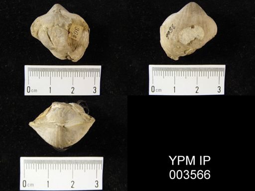 Spirifer recurvatus