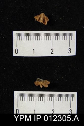 Spiriferina angulata