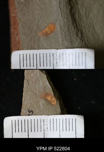 Chelicerata