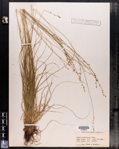 Carex brunnescens