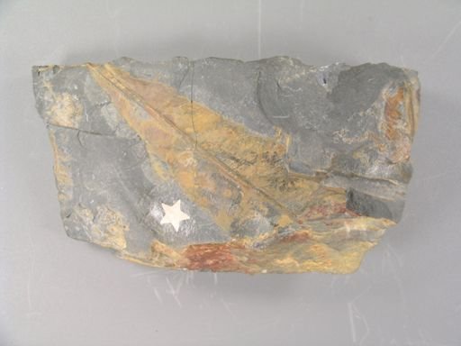 Taeniopteris glossopteroides