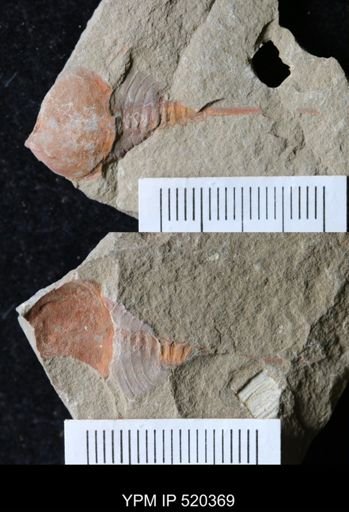 Chelicerata