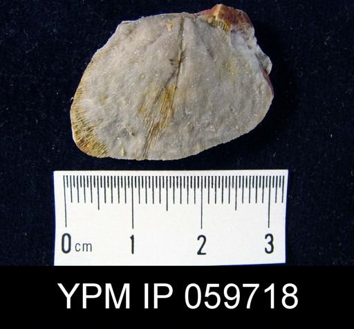 Stropheodonta sp.