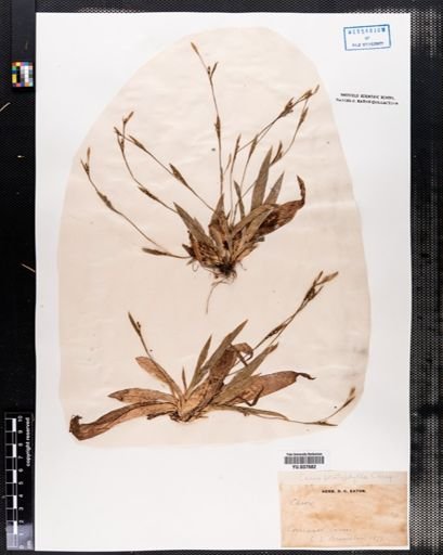 Carex platyphylla