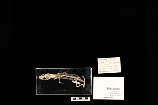 Gekko siamensis