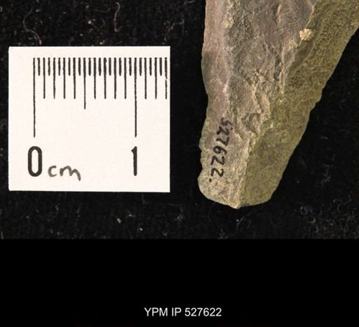 Ophiuroidea