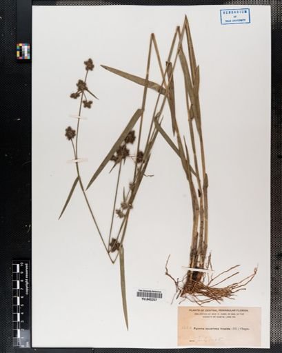 Fuirena squarrosa