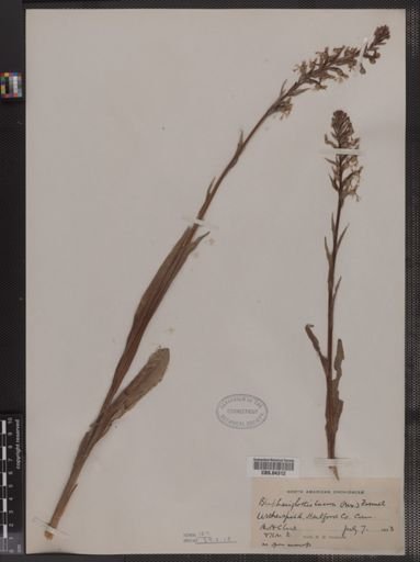 Blephariglottis lacera