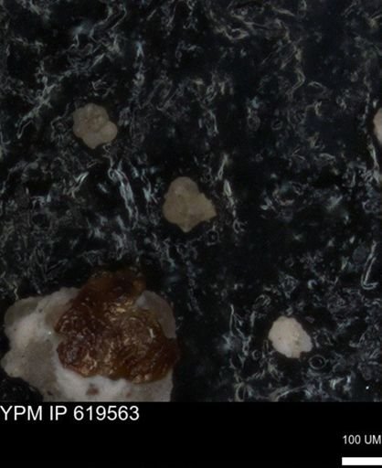 undet. Foraminiferida