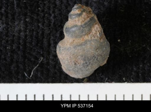 Viviparus montanaensis