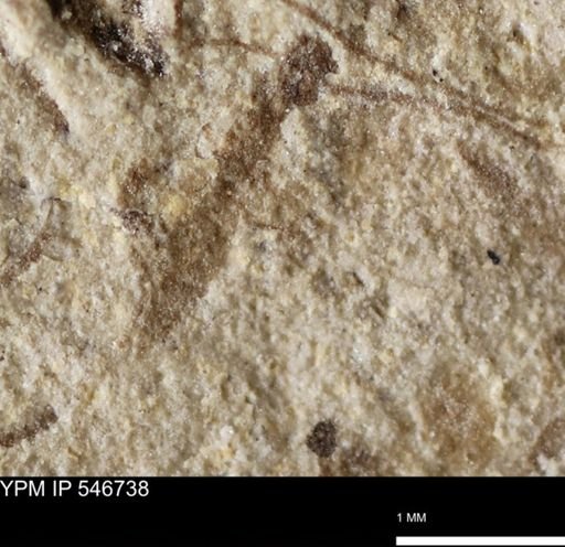 undet. Insecta