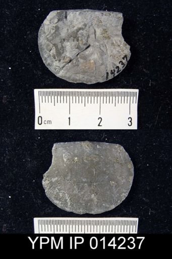 Stropheodonta perplana