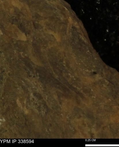 undet. Mollusca