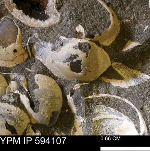 Limopsis? striatopunctatus