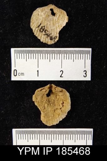Atrypa sp.