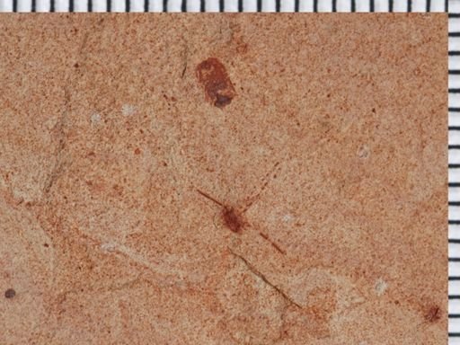undet. Coleoptera