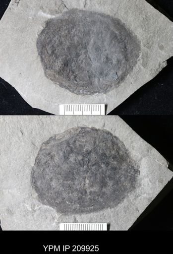 Bertratis ciurcae