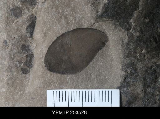 Eurypterus sp.