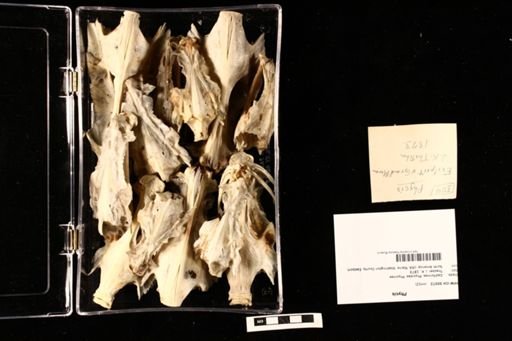 Phycis