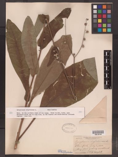 Cynoglossum virginianum