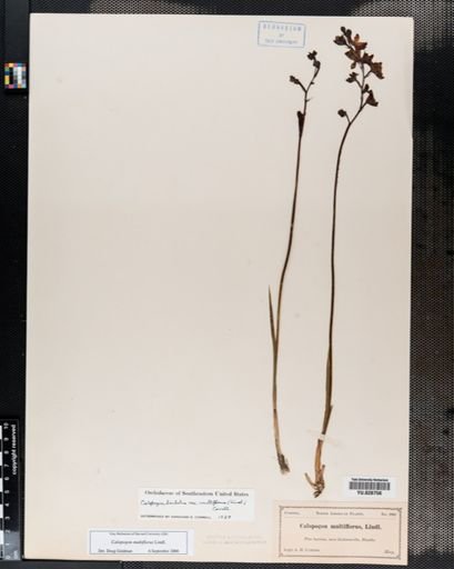 Plantae