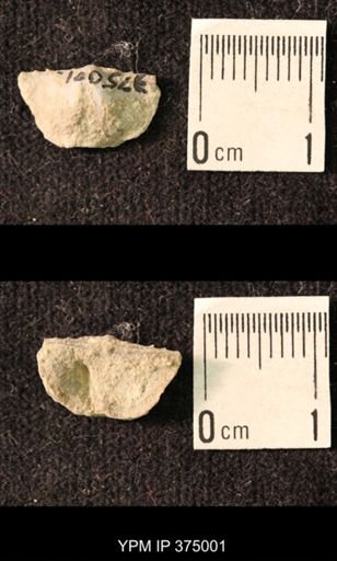Chonetina flemingi var. alata