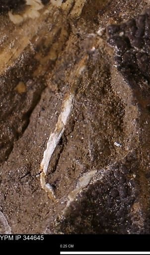 undet. Mollusca