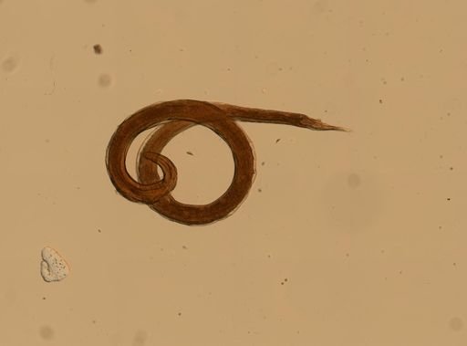 Rhabdias ranae