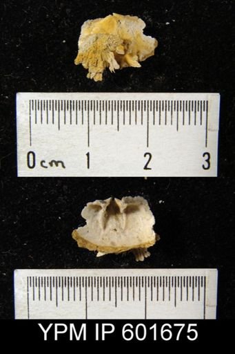 Doleroides sp.