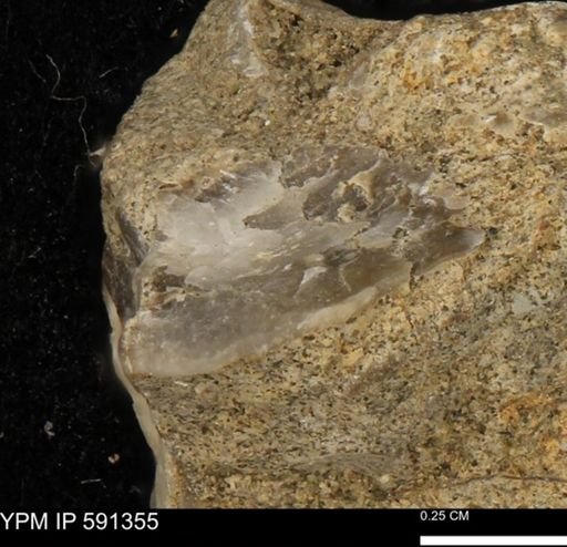 undet. Mollusca