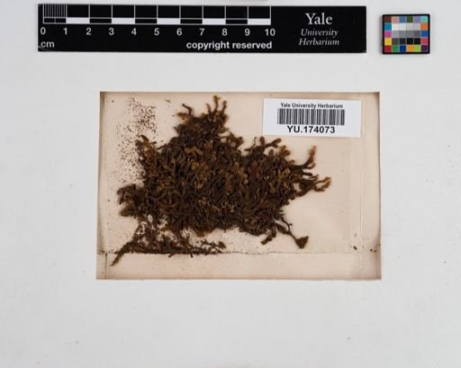 Plantae