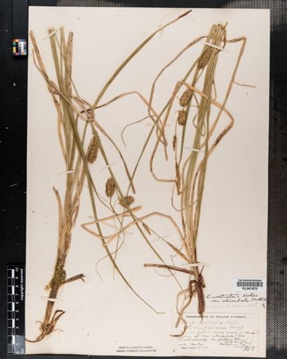 Plantae
