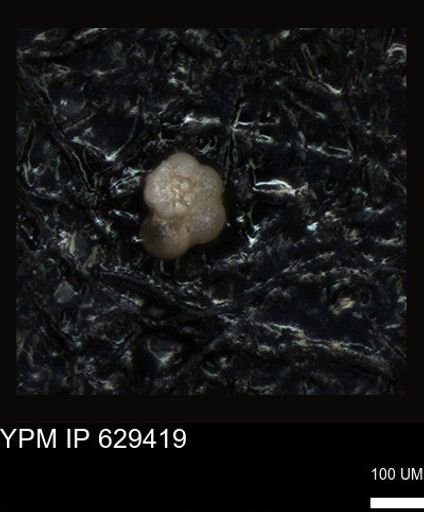 undet. Foraminiferida