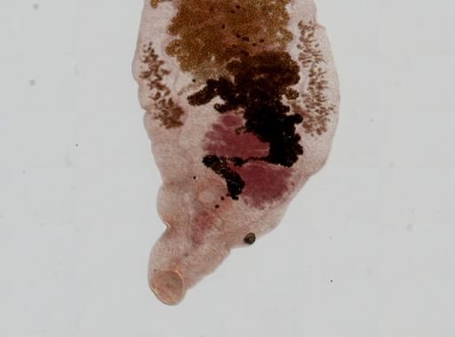 Dicrocoelium dendriticum