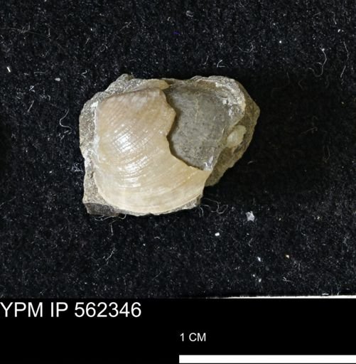 Limopsis striatopunctatus