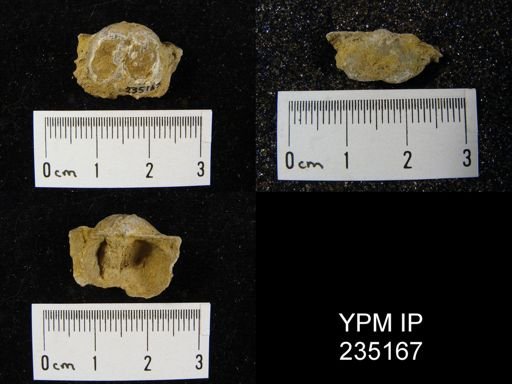 Marginifera hystricula