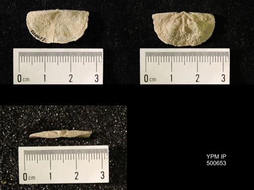 Chonetes granulifer meekanus
