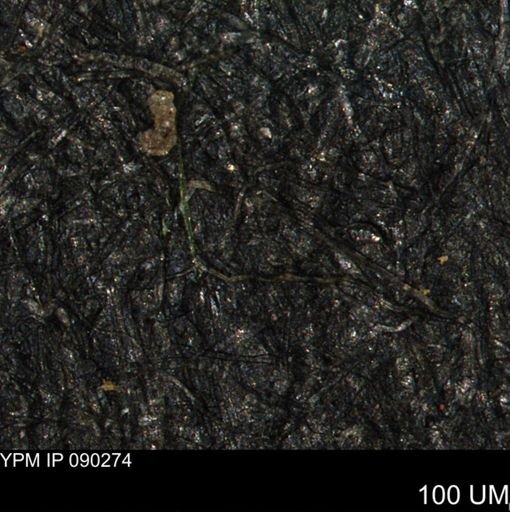 Ammobaculites?