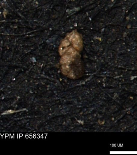 Ammobaculoides whitneyi