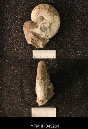Hoploscaphites nicolletii