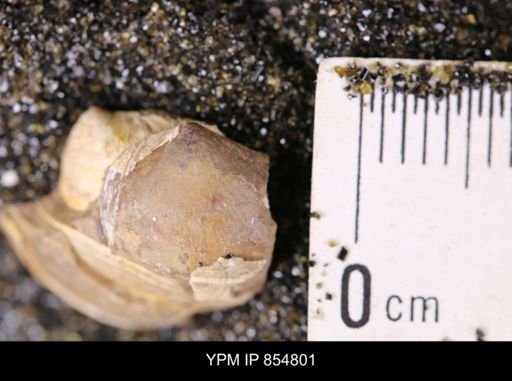 Limopsis striatopunctatus